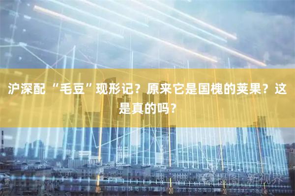 沪深配 “毛豆”现形记？原来它是国槐的荚果？这是真的吗？